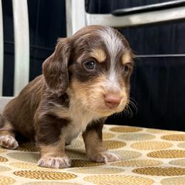 Chocolate Boy - Chocolate and cream male Dachshund puppy in Nashville, Arkansas from Whisenhunt Farms