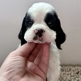 Boy 1 - Black and white Cocker Spaniel puppy in Texas from Sisu Cockers
