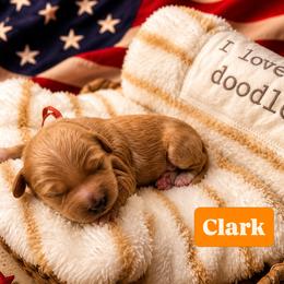 Clark aka Orange Collar - Apricot male Goldendoodle puppy in Portland, Tennessee from Happy_Tails_by_TJ