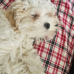 Shihpoo and Shih Tzu Puppies from The Luckie Puppy