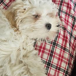 Shihpoo and Shih Tzu Puppies from The Luckie Puppy