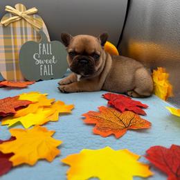 Cinnamon - Fawn female French Bulldog puppy in Largo, Florida from Infinity Frenchies