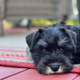 Miniature Schnauzer Puppies from A'Lord Miniature Schnauzer