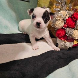 Girl 1 - Black and white Chihuahua puppy in Springfield, Missouri from Casadelopez Tails