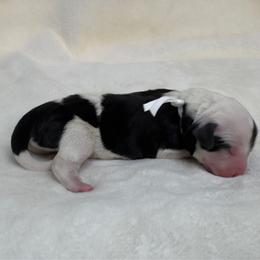 Nyla - Black and white female Sheepadoodle puppy in Los Angeles, California from Exquisite Doodles