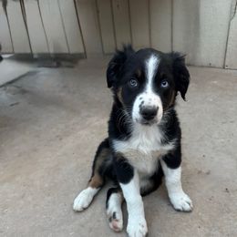 Charlie - Black tri-color female Australian Shepherd puppy in San Tan Valley, Arizona from Reeds Ranch