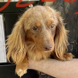 Ozzy - Dachshund