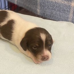 MILO - Piebald male Dachshund puppy in Elizabethtown, Kentucky from Teeny Tiny Puppy Tails