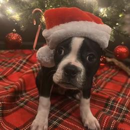 Tre - JR - Black and white male Boston Terrier puppy in Atlanta, Georgia from Bosties of Atlanta (BOA)