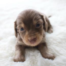 Iris - Chocolate and cream female Dachshund puppy in Morrow, Ohio from Courtney’s Colorful Doxies