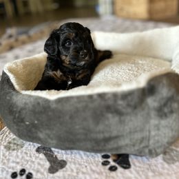 Girl 5 - Phantom Goldendoodle puppy in Bradenton, Florida from Doodle Acres