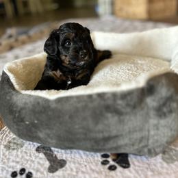 Girl 5 - Phantom Goldendoodle puppy in Bradenton, Florida from Doodle Acres