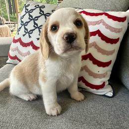 Baby boy 5 - Red and white male Beagle puppy in Monticello, Georgia from Beaglelove