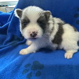 Boy 2 - Blue merle male Pomeranian puppy in Decatur, Iowa from Lisa Greenhalgh