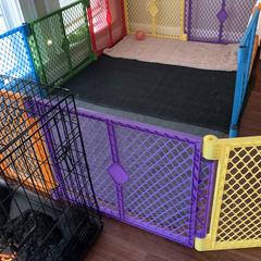 Goldendoodle Puppies from Crystal Coast Cuddles