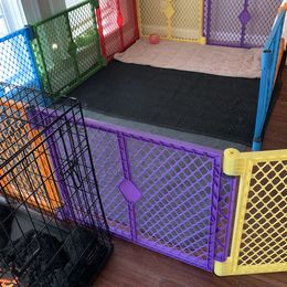 Goldendoodle Puppies from Crystal Coast Cuddles