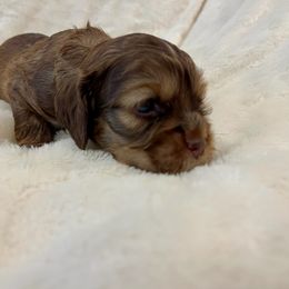 Cocker Spaniel Puppies from Jennifer Dees