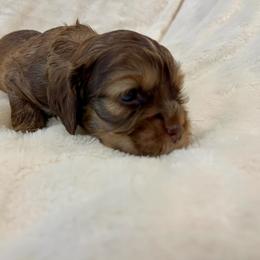 Cocker Spaniel Puppies from Jennifer Dees