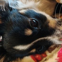 Companion Crosses, Dachshunds, Pomeranians, and Toy Australian Shepherds from Hochatown Awesome Aussies