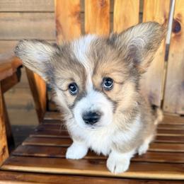 Happy - Sable female Pembroke Welsh Corgi puppy in El Dorado Springs, Missouri from Trixie Dixie