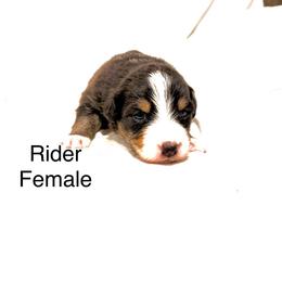 Rider - Black tri-color female Australian Shepherd puppy in Vernal, Utah from Dancing M Kennels