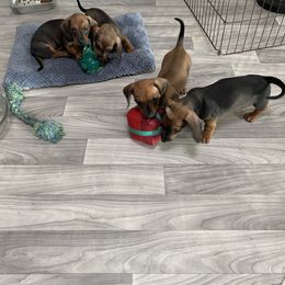Dachshund Puppies from CV Doxies