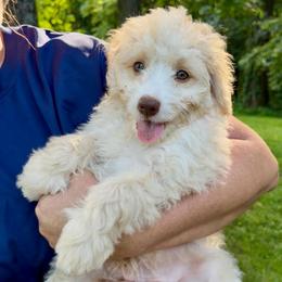 Bronco - Yellow and white male Bernedoodle puppy in Campbellsville, Kentucky from Blue Belle Hills Bernedoodles