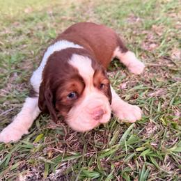 Girl 1 - Red and white female English Springer Spaniel puppy in Bonifay, Florida from Sherrouse English Springer Spaniels