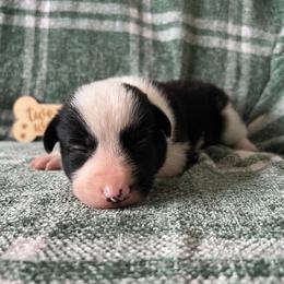 Birdie - Female - Black and white female Border Collie puppy in Avery, Texas from Willa Creek Border Collies