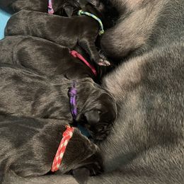 Great Dane Puppies from Lazuli Great Danes