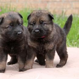 German Shepherd Puppies from Vom Anfang German Shepherds
