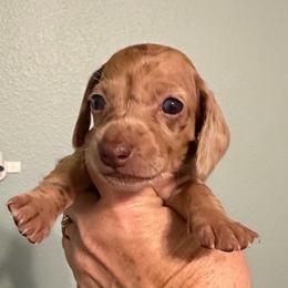 Venus - Dapple female Dachshund puppy in Irving, Texas from DFW Dachshunds by G & S