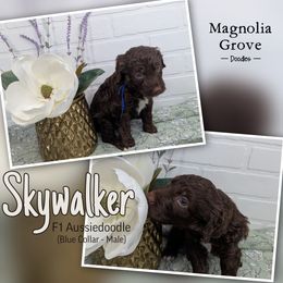 Aussiedoodle, Australian Mountain Doodle, Bernedoodle, and Poodle Puppies from Magnolia Grove Doodles