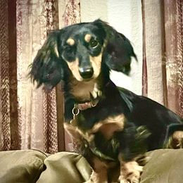 Millie - Dachshund