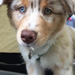 Australian Shepherds from Silver Spoon Aussies