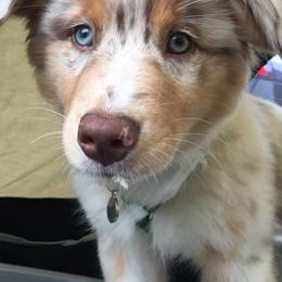 Australian Shepherds from Silver Spoon Aussies