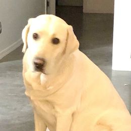 Milli - Labrador Retriever