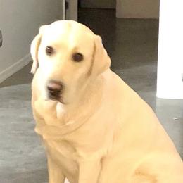 Milli - Labrador Retriever
