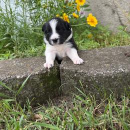 Ella - Black and white female Border Collie puppy in Dorr, Michigan from Pineview Farm