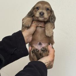 Boy 3 - Fawn (Isabella) male Dachshund puppy in Rio, Wisconsin from Three K Miniature Dachshunds