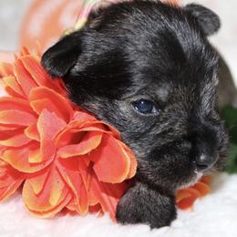 Miniature Schnauzer Puppies from Mystic Miniature Schnauzers