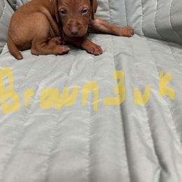 Brown - Golden rust male Vizsla puppy in Sioux County, Iowa from Pheasant Poppers Vizslas