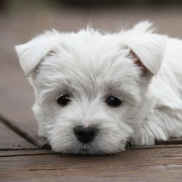 West Highland White Terrier Puppies from The West Acres