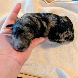 Boy 4 - Blue merle male Aussiedoodle puppy in Sparta, Missouri from Sis' Doodles & Poodles