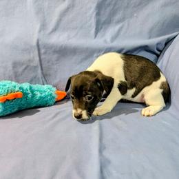 Aarti - Black and white female Rat Terrier puppy in Jerusalem, Ohio from Twin Hickory Ranch