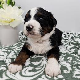 Sam - Tri-color male Bernedoodle puppy in Granton, Wisconsin from Rose River Farms