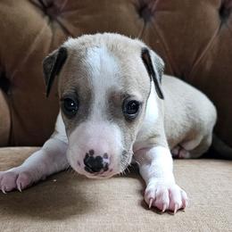 Boy 1 - Red fawn male Italian Greyhound puppy in Phillips, Maine from Maplewood Italian Greyhounds