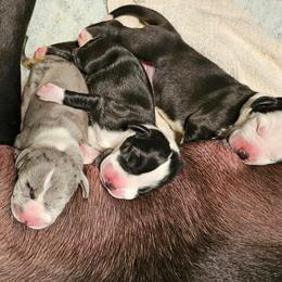 Mantle Small Blaze - Mantle female Great Dane puppy in Castle Rock, Washington from Uber Alles Great Danes