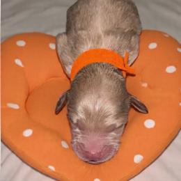 Sleepy boy - Apricot male Goldendoodle puppy in Cumberland, Rhode Island from minigoldendoodlesofRI