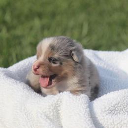 Boy 2 Merle black - Blue male Pembroke Welsh Corgi puppy in Ville Platte, Louisiana from Flat town corgis